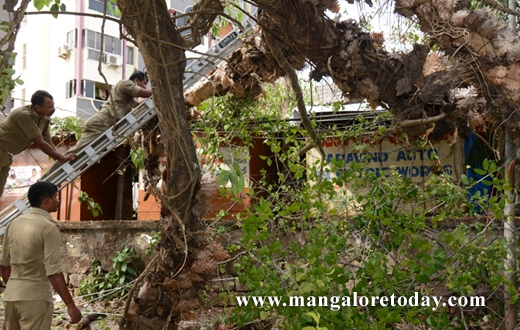 peepal tree karangalpady